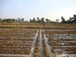 061.Life irrigation in DSR field