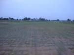 062.Germinated DSR field