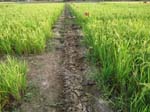 070.Field view of Aerobic Rice