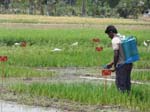 071.Foliar spray @ Aerobic Rice field