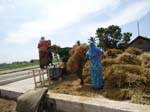 074.Mechanical threshing