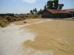 075.Drying of grains