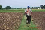 084.Weed removal in bunds with brush cutter