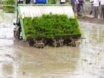 39a. Paddy transplanter