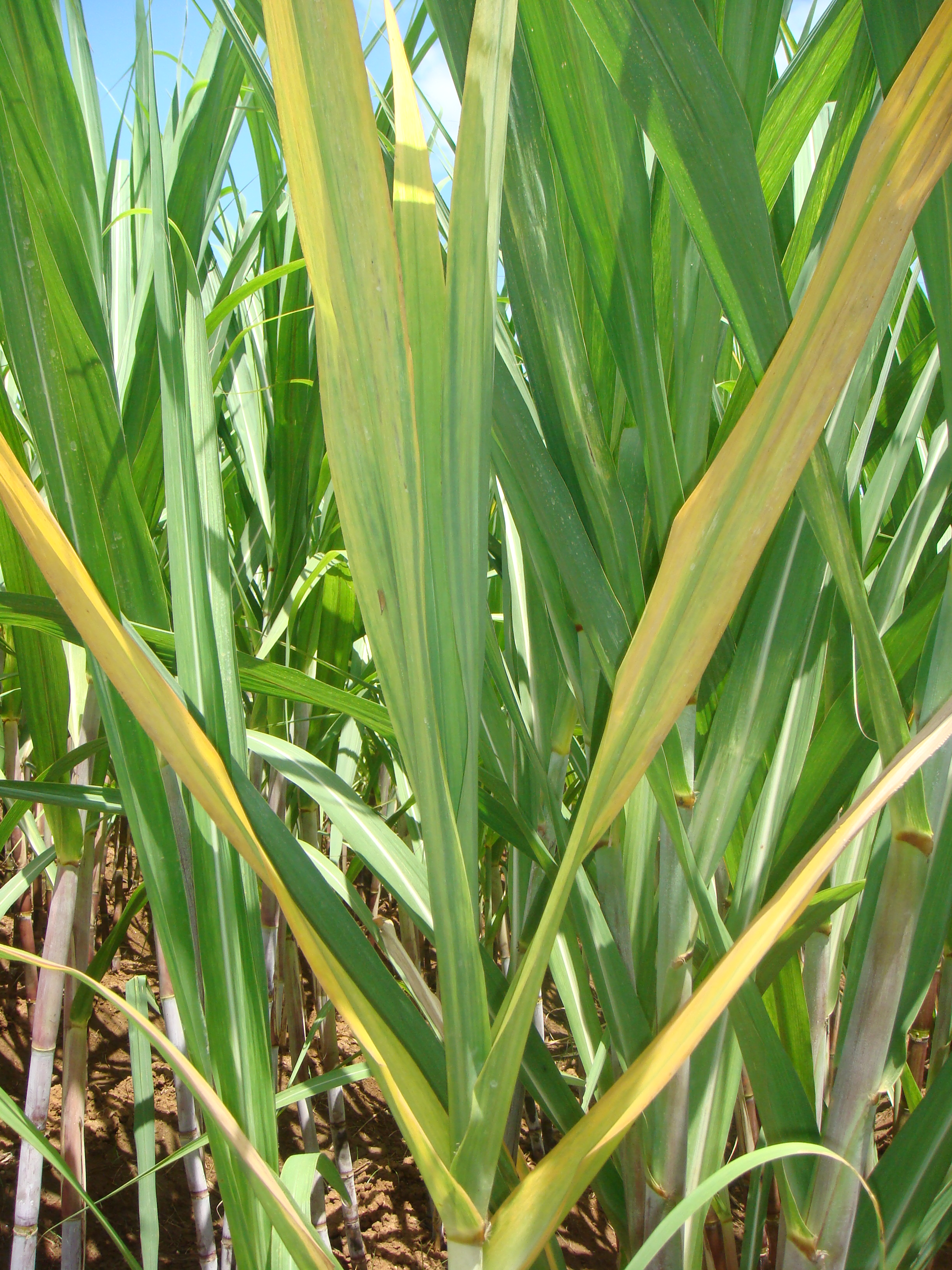 Sweet Success: Top 5 Sugarcane Producing States in India