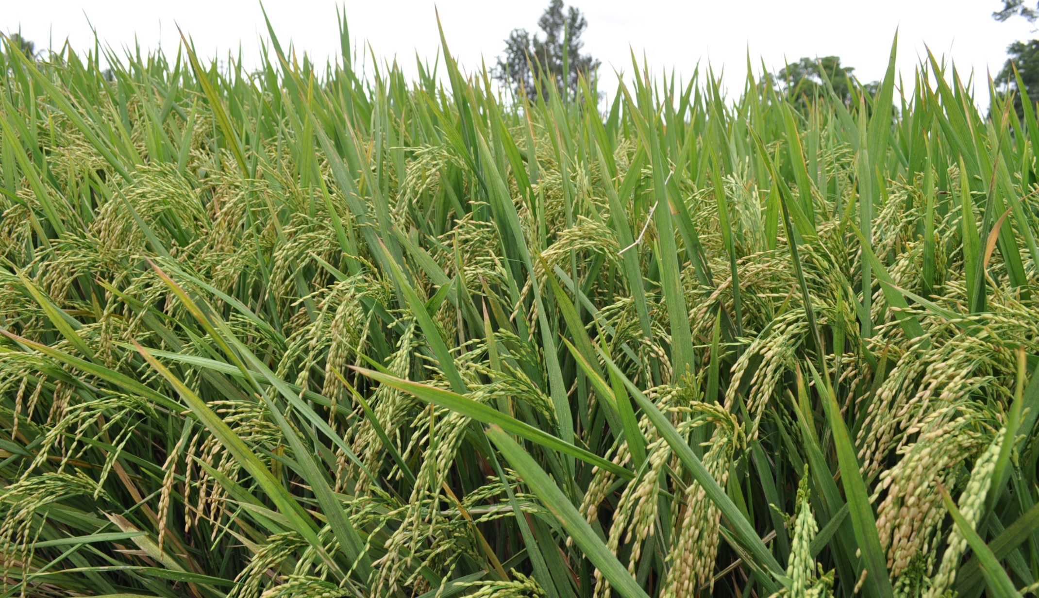 Agriculture :: Home