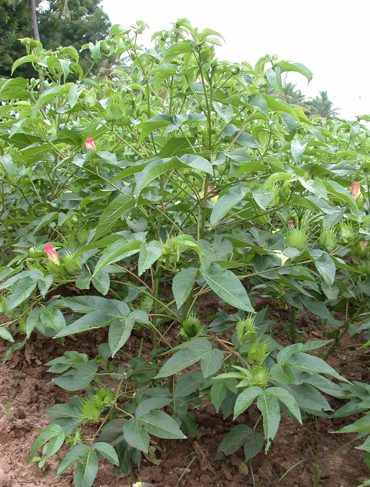 Season and Varieties :: An Introduction