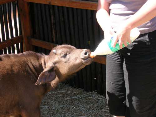Livestock:: Buffalo:: Feeding Animal Husbandry ::buffalo feeding