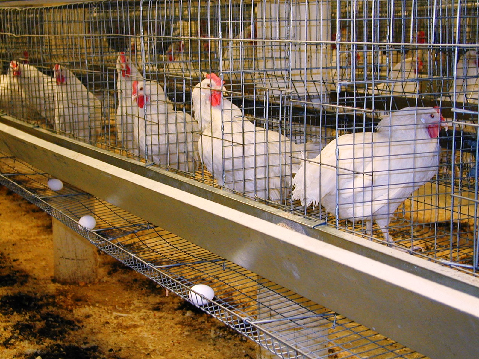 Download Poultry Chicken Grower Layer Management