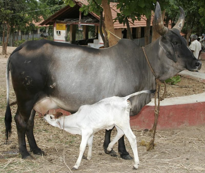 Livestock:: Cattle:: Feed Management Animal Husbandry :: Home