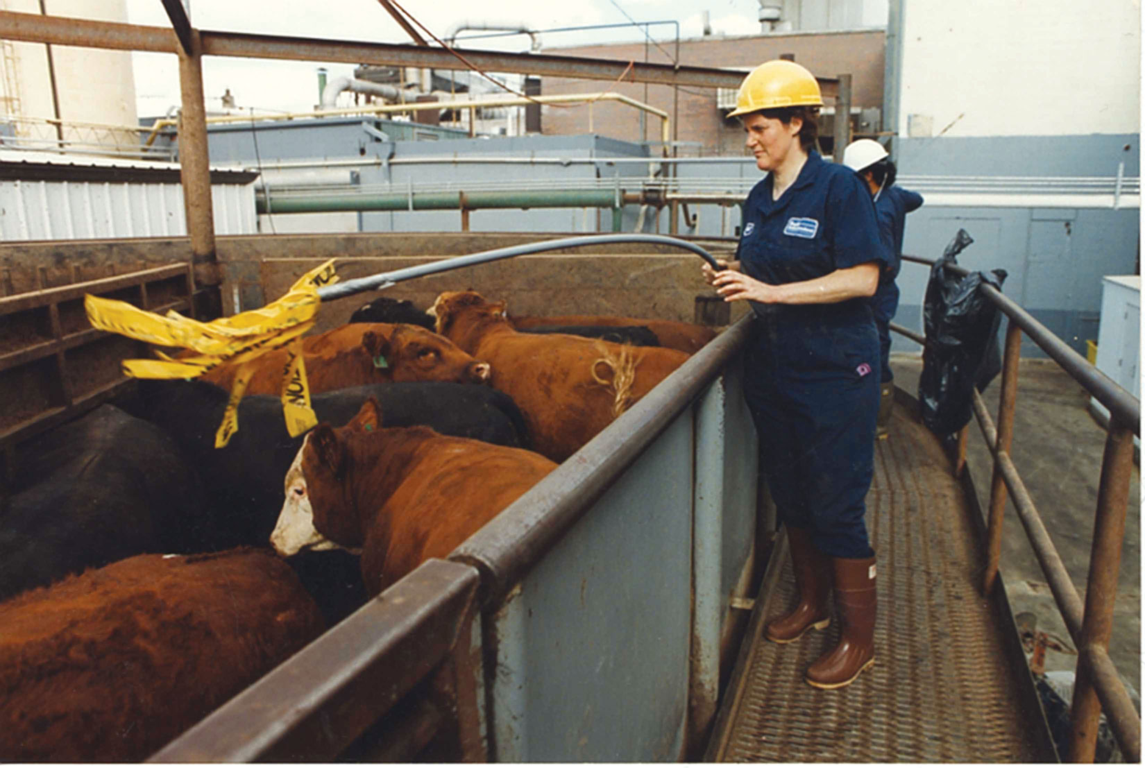 Livestock- Cattle: Economic Characters