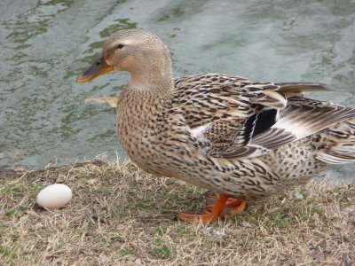 duck giving eggs