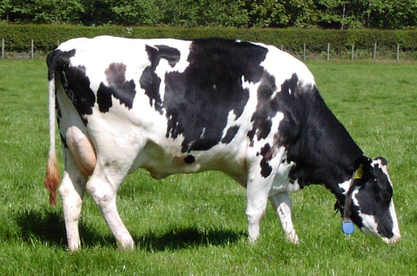 Livestock:: Cattle:: Selection Animal Husbandry :: Home