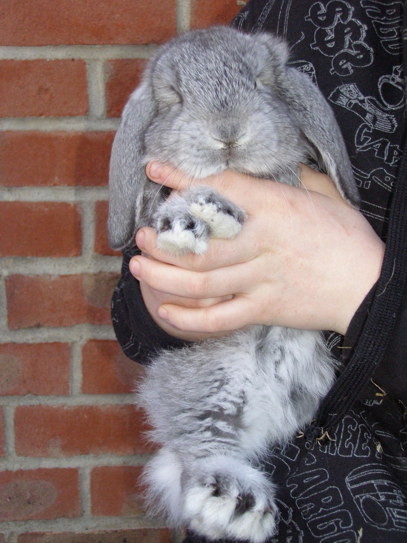 rabbit_handling1