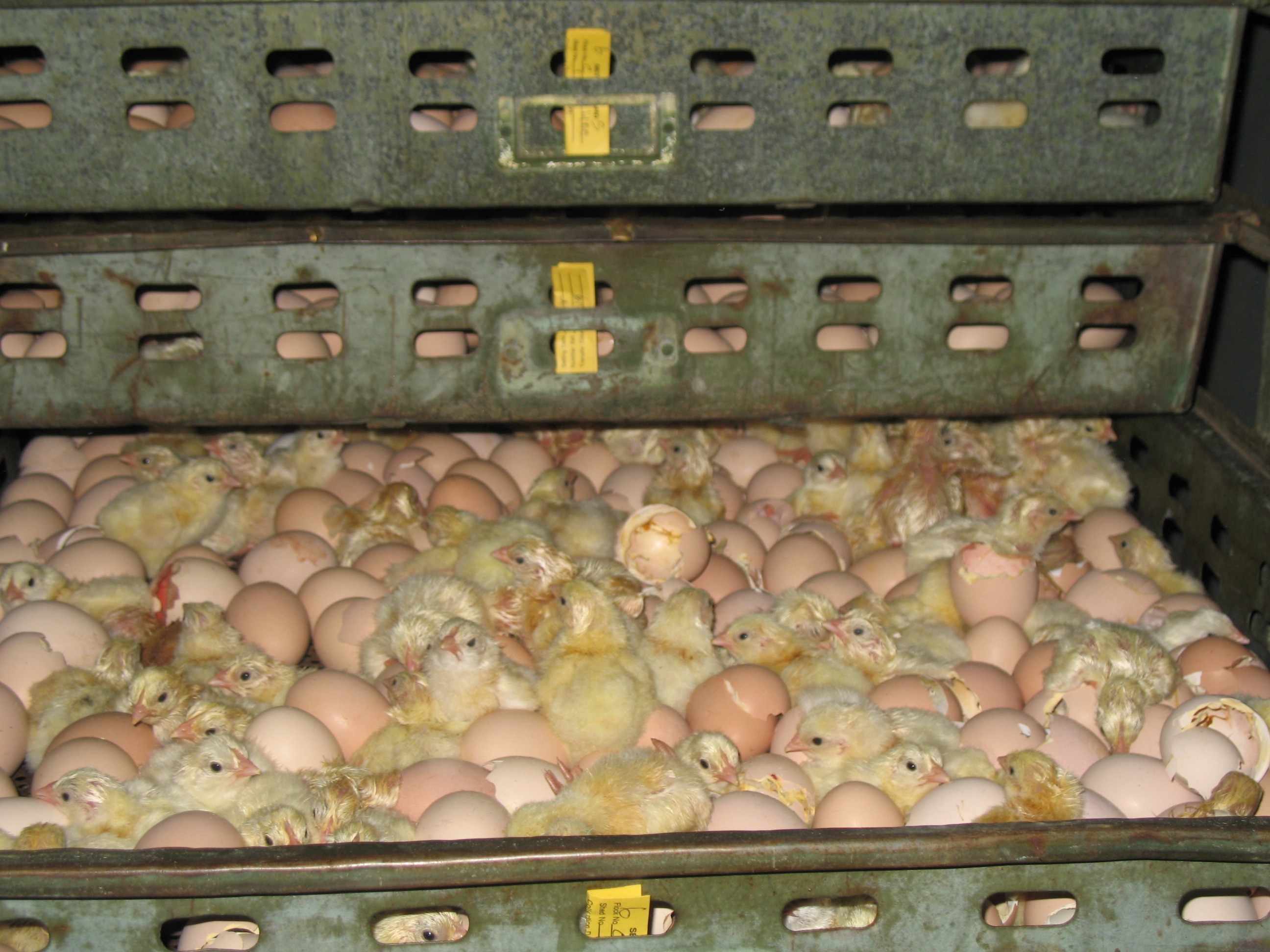 Baby Chicks Hatching In Incubator