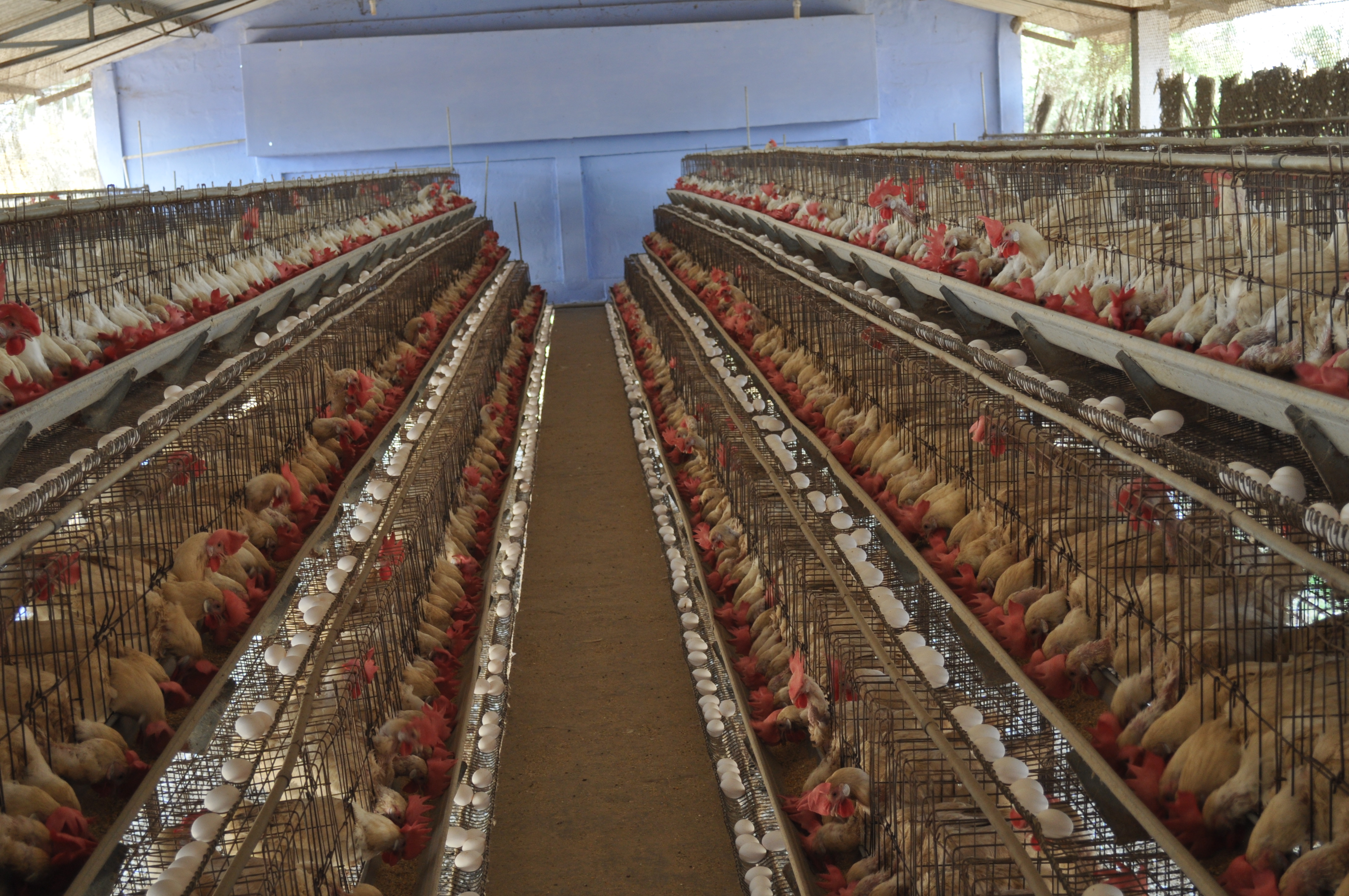 Download Poultry Chicken System Of Poultry Rearing