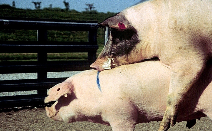 Best Management Practices for Mother Pig after Weaning (Dry Sow)