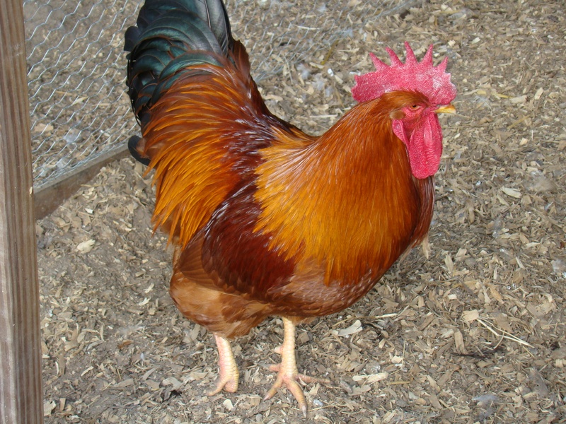 Download Poultry Chicken Breeds Of Chicken