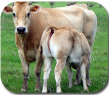 Livestock:: Cattle:: Selection Animal Husbandry :: Home