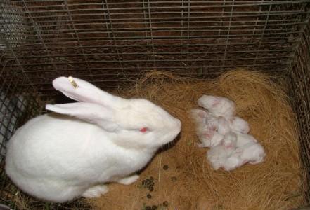 Female bunny in store heat