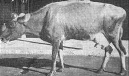 bovine tuberculosis