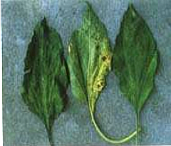 bacterial leaf spot chili