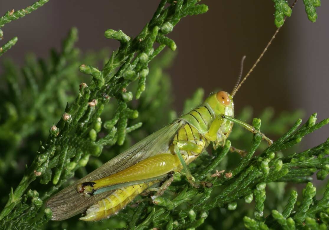TNAU Agritech Portal :: Crop Protection :: Pests