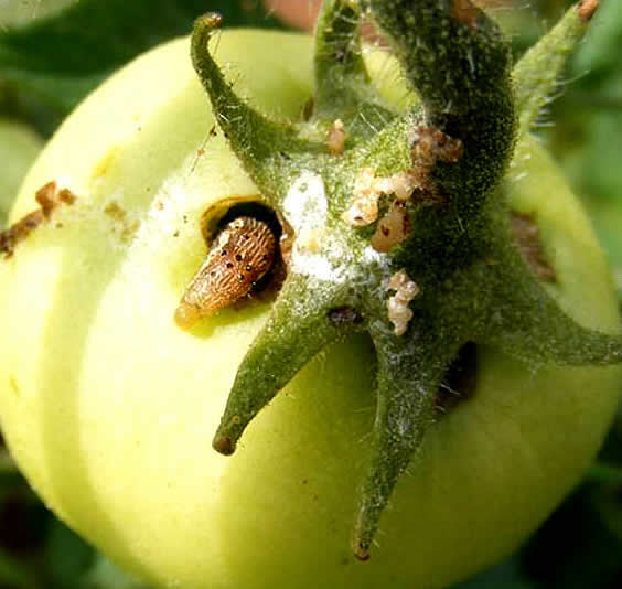 Tomato Fruit Borer Life Cycle