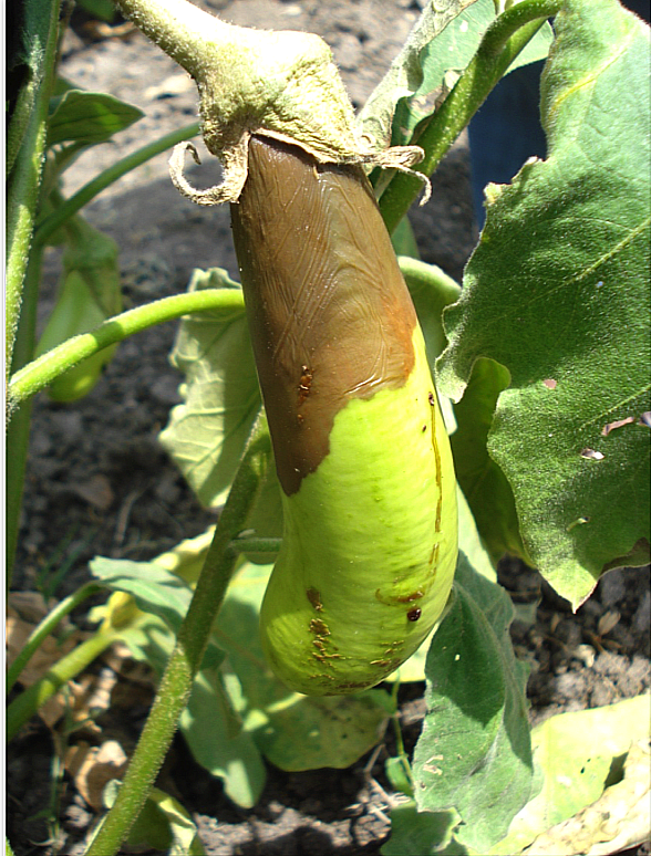 diseases of brinjal