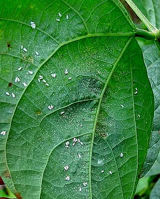 TNAU Agritech Portal :: Crop Protection