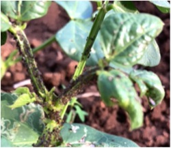 TNAU Agritech Portal :: Crop Protection:: Pest :: Cotton