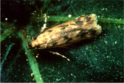 american bollworm