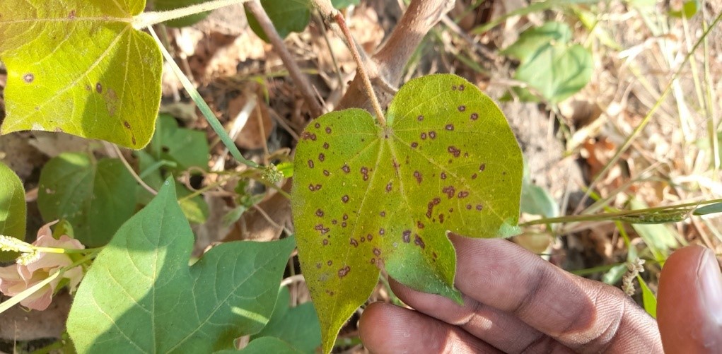 TNAU Agritech Portal :: Crop Protection