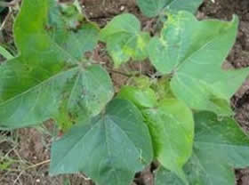 tobacco streak virus in cotton TNAU Agritech Portal :: Crop Protection