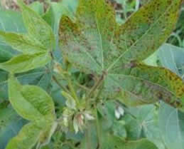 tobacco streak virus TNAU Agritech Portal :: Crop Protection