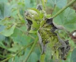 tobacco streak virus in cotton TNAU Agritech Portal :: Crop Protection