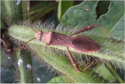 TNAU Agritech Portal :: Crop Protection