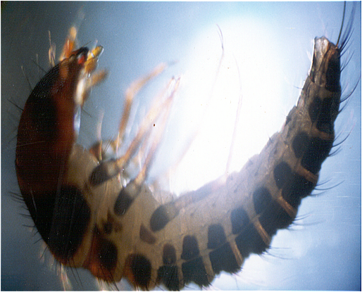 blister beetle larvae