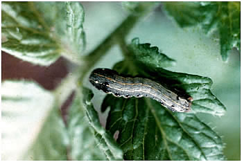 tobacco caterpillar Manduca sexta Bollworm and Tobacco Budworm -
