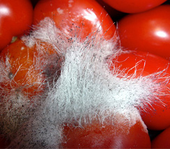 Image result for گوجه فرنگی بیماری ترانزیت