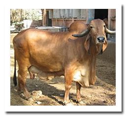 Breeds of cattle and buffalo