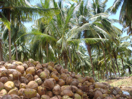 Healthy seed nuts with garden