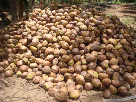 Selected seed nuts