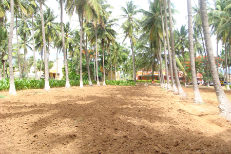 1. Nursery area between coconut