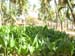 Nursery under partial shade in coconut plantation