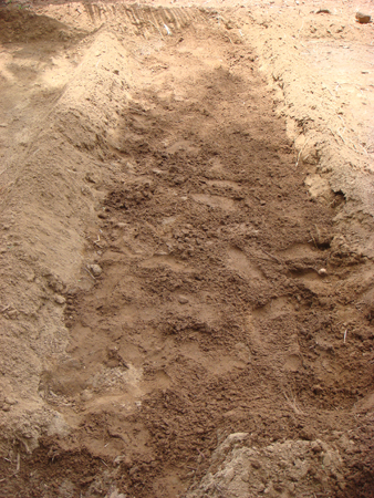 6. planting nuts are covered with soil