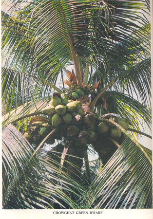 Chowghat green dwarf -descriptors