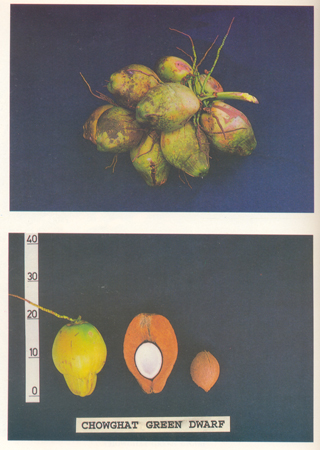 Chowghat green dwarf nuts -descriptors