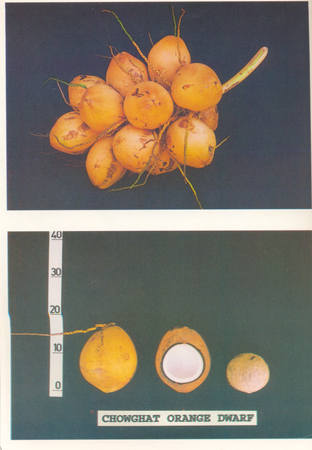 Chowghat orange dwarf nuts - Descriptors