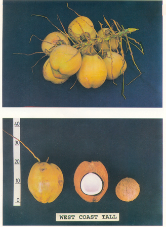 West Coast Tall nuts - Descriptors